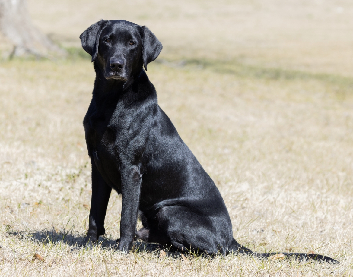 FC AFC Belmont's Just Peat | Black Labrador Retriver