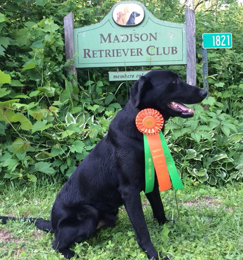 Cassidy's Just Good Genes MH MNH1 | Black Labrador Retriver