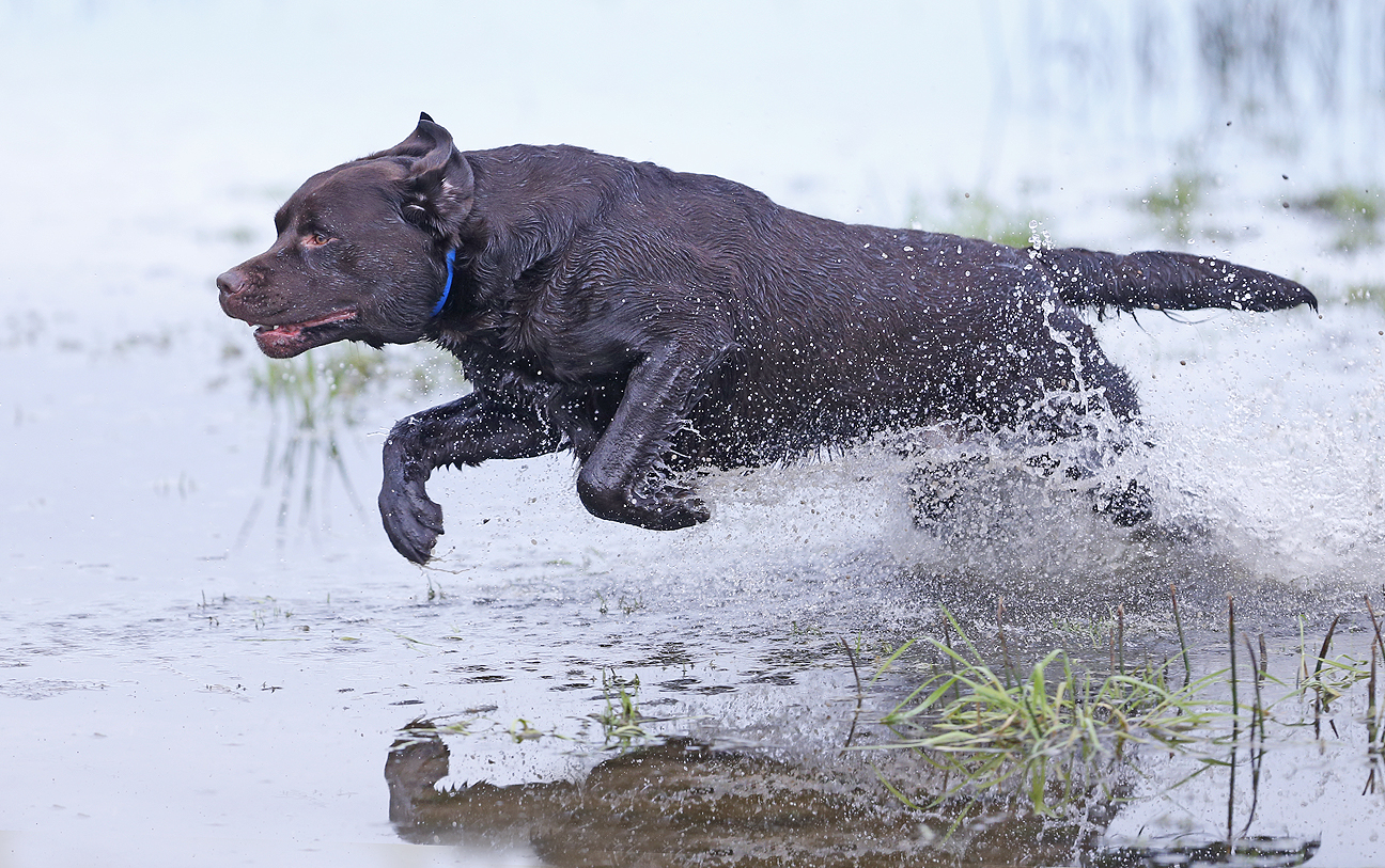 The Captain's Set Sail For The Field MH | Chocolate Labrador Retriver