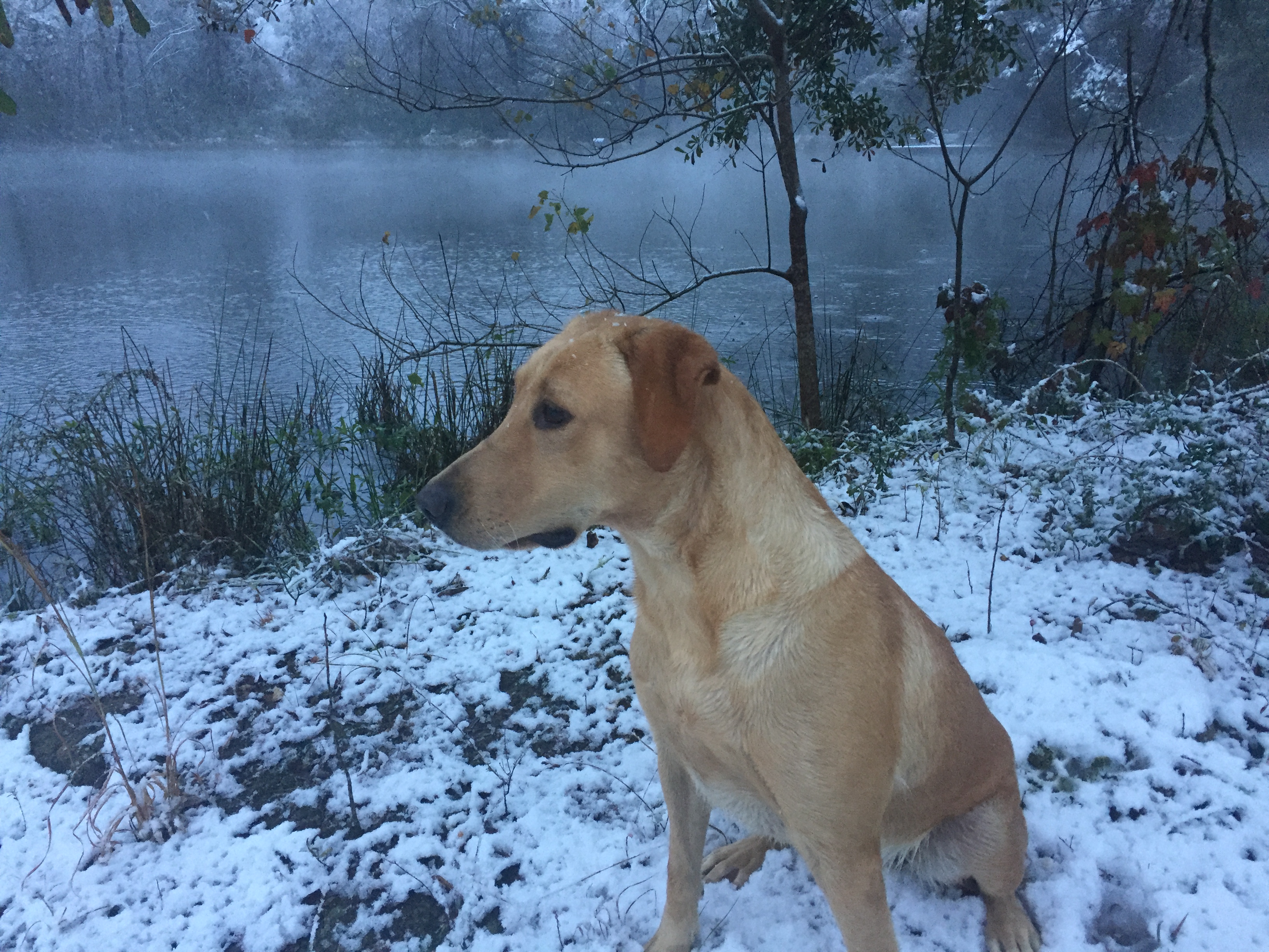 HRCH Trahan's Magnolia Rebel Belle | Yellow Labrador Retriver