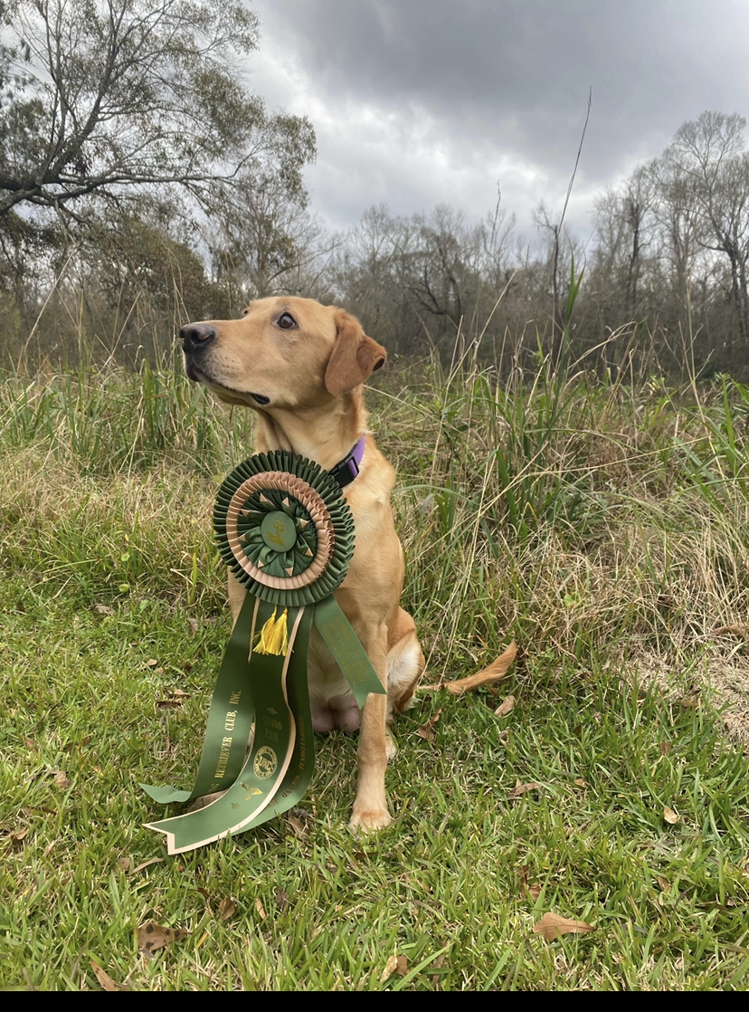 HRCH Trahan's Magnolia Rebel Belle | Yellow Labrador Retriver