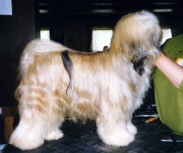 DSCHOWO'S CHANDU | Tibetan Terrier 