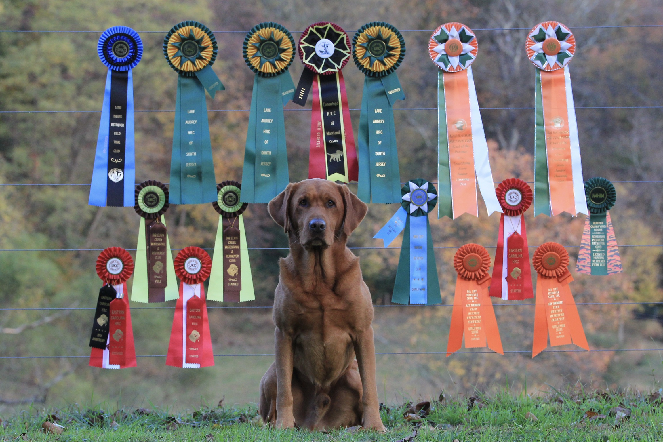 HRCH Risky Red Attitude JH | Yellow Labrador Retriver