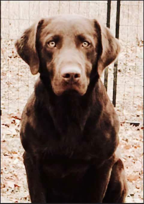 APR, CPR, SHR,  Kell's HailStorm Sir Henry Heritage | Chocolate Labrador Retriver