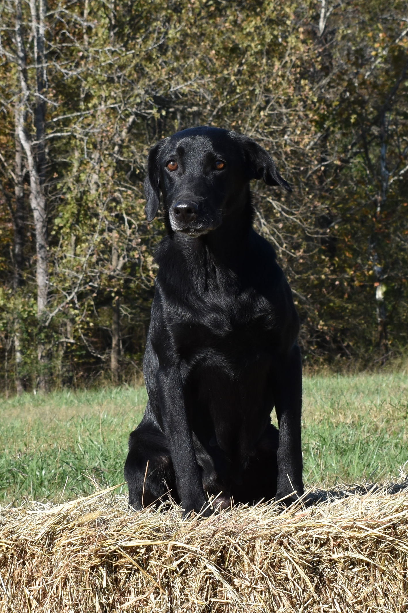 Crimson's Little Bit Of Booty MH | Black Labrador Retriver