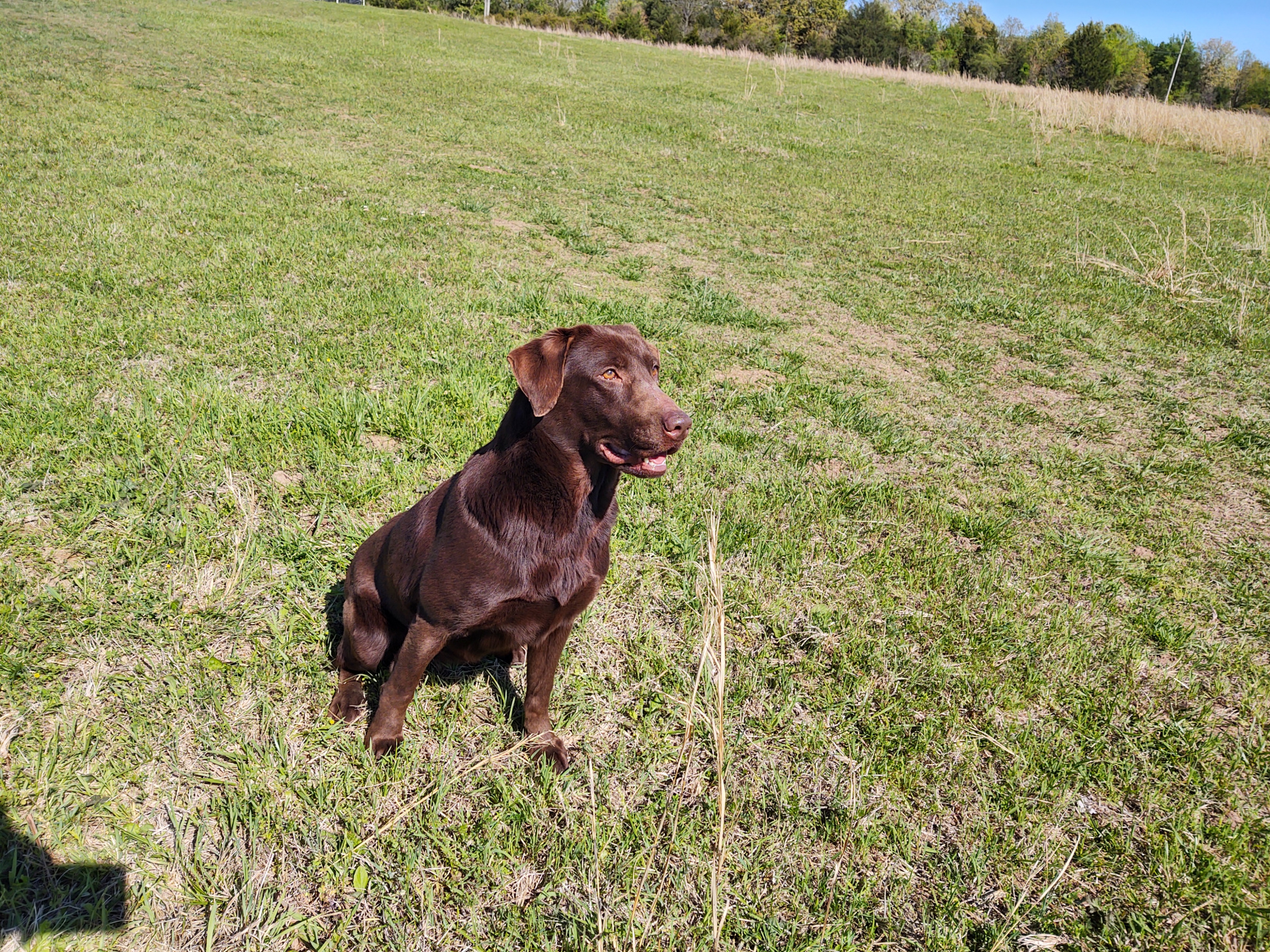 HR Fowlplay's Hoochie Mama | Chocolate Labrador Retriver