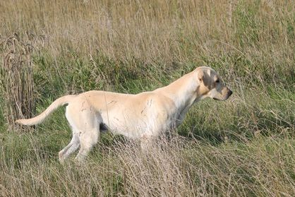 APR  CornStalkers High Priest Eli | Yellow Labrador Retriver