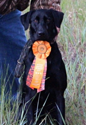 Lucy Bella Grace JH SH | Black Labrador Retriver