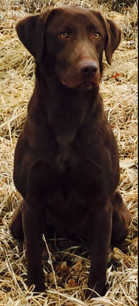 CPR  Kell's Big Nose Kate | Chocolate Labrador Retriver