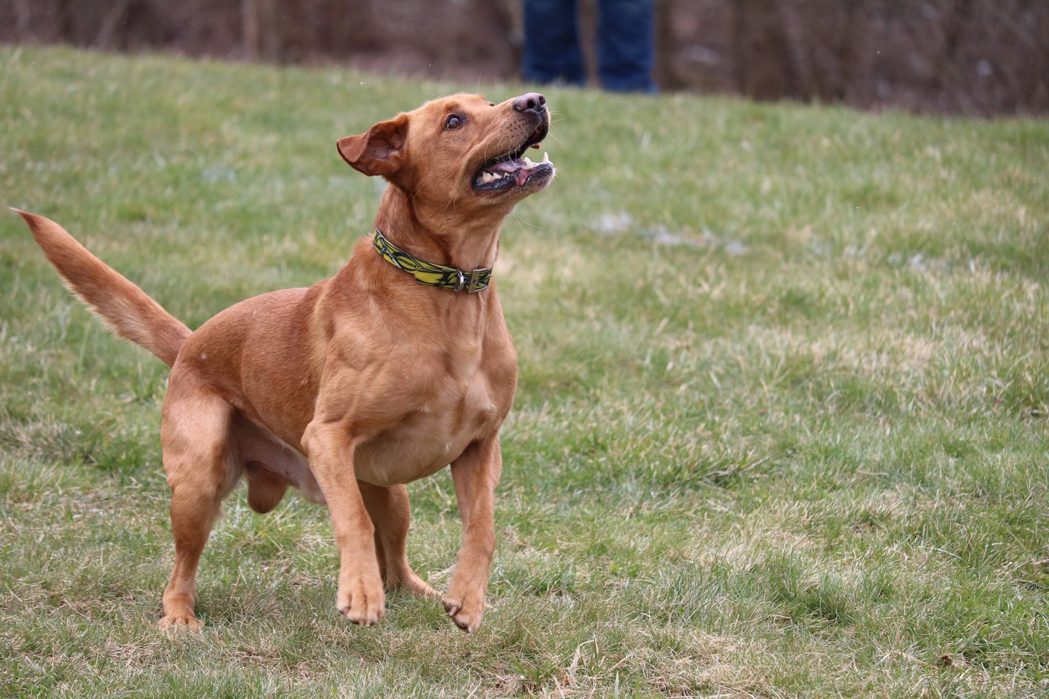 Brodhy Theodore Barnes DS DSA MD | Yellow Labrador Retriver