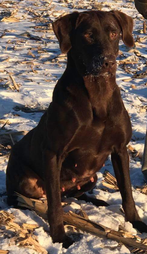 Toppers Runnin With The Big Boyz MH | Chocolate Labrador Retriver