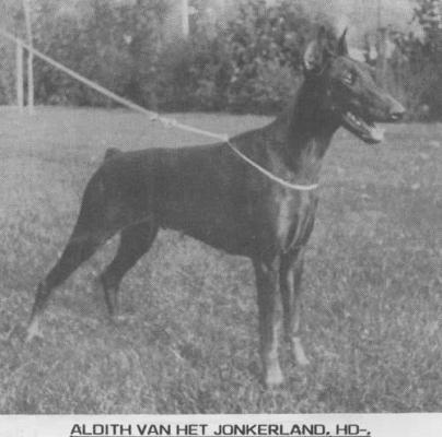 Aldith v.h. Jonkerland | Black Doberman Pinscher