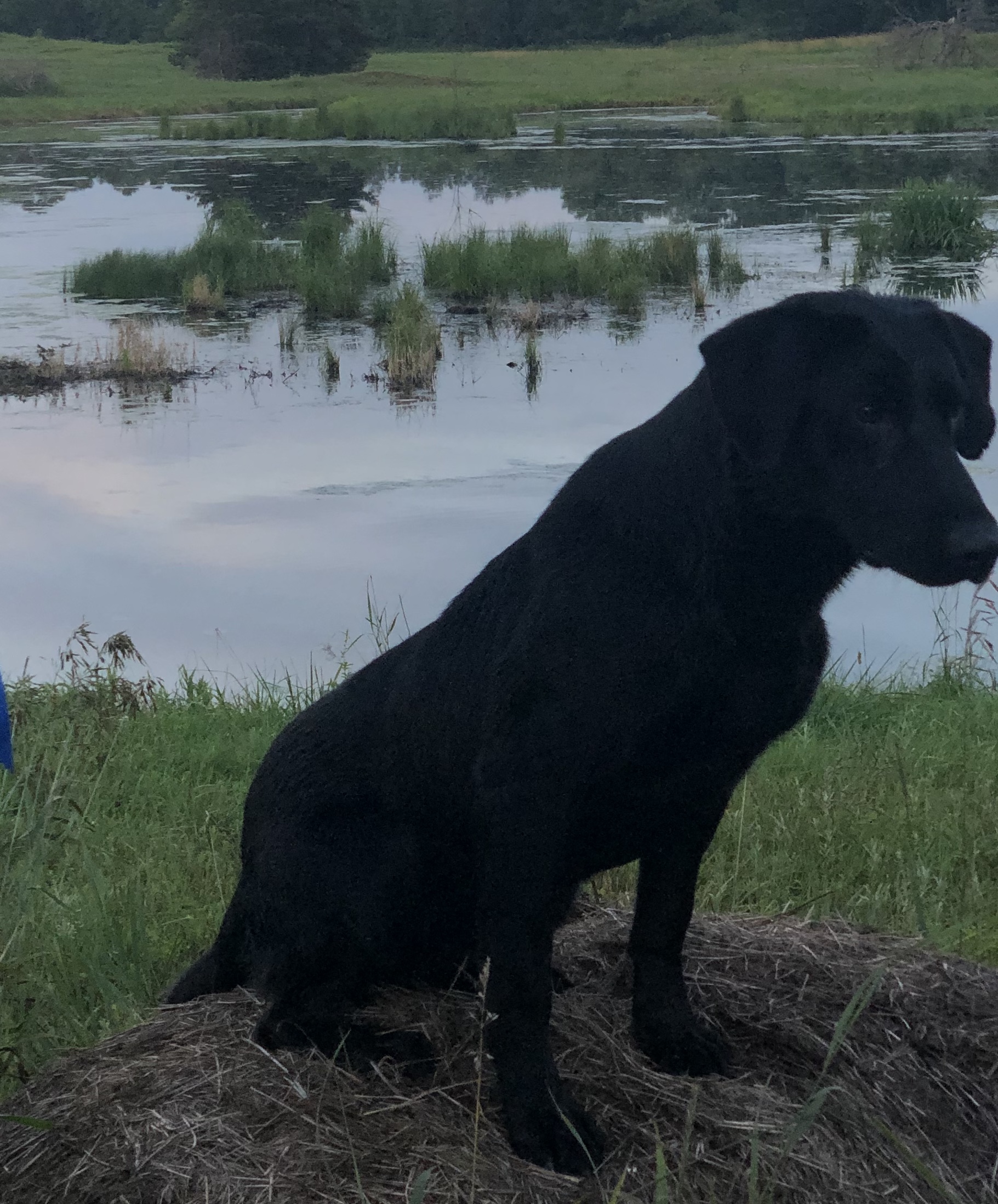 Toppers Just Call Me Tuff MH | Black Labrador Retriver