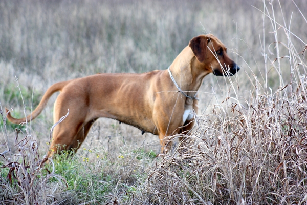 Reggia Del Pounak | Rhodesian Ridgeback 