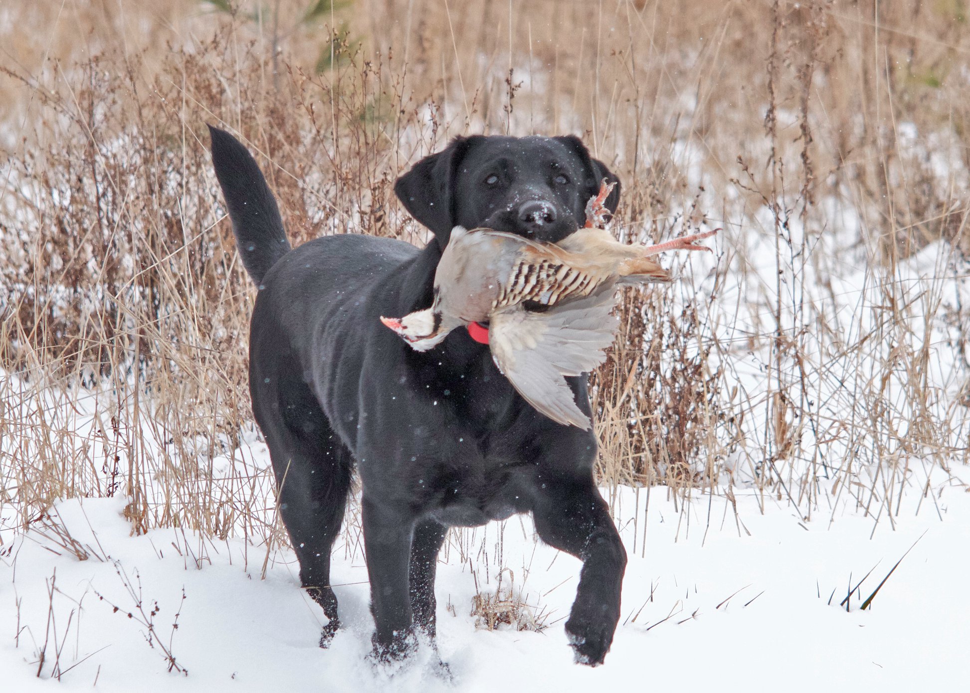 SHR-UH Dakota Creek's Cute As A Bug JH WC | Black Labrador Retriver