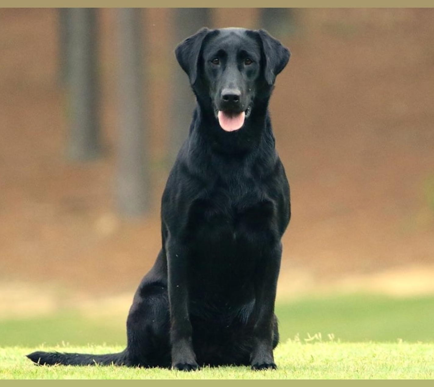 Ms. Black Eagle Of River Run | Black Labrador Retriver