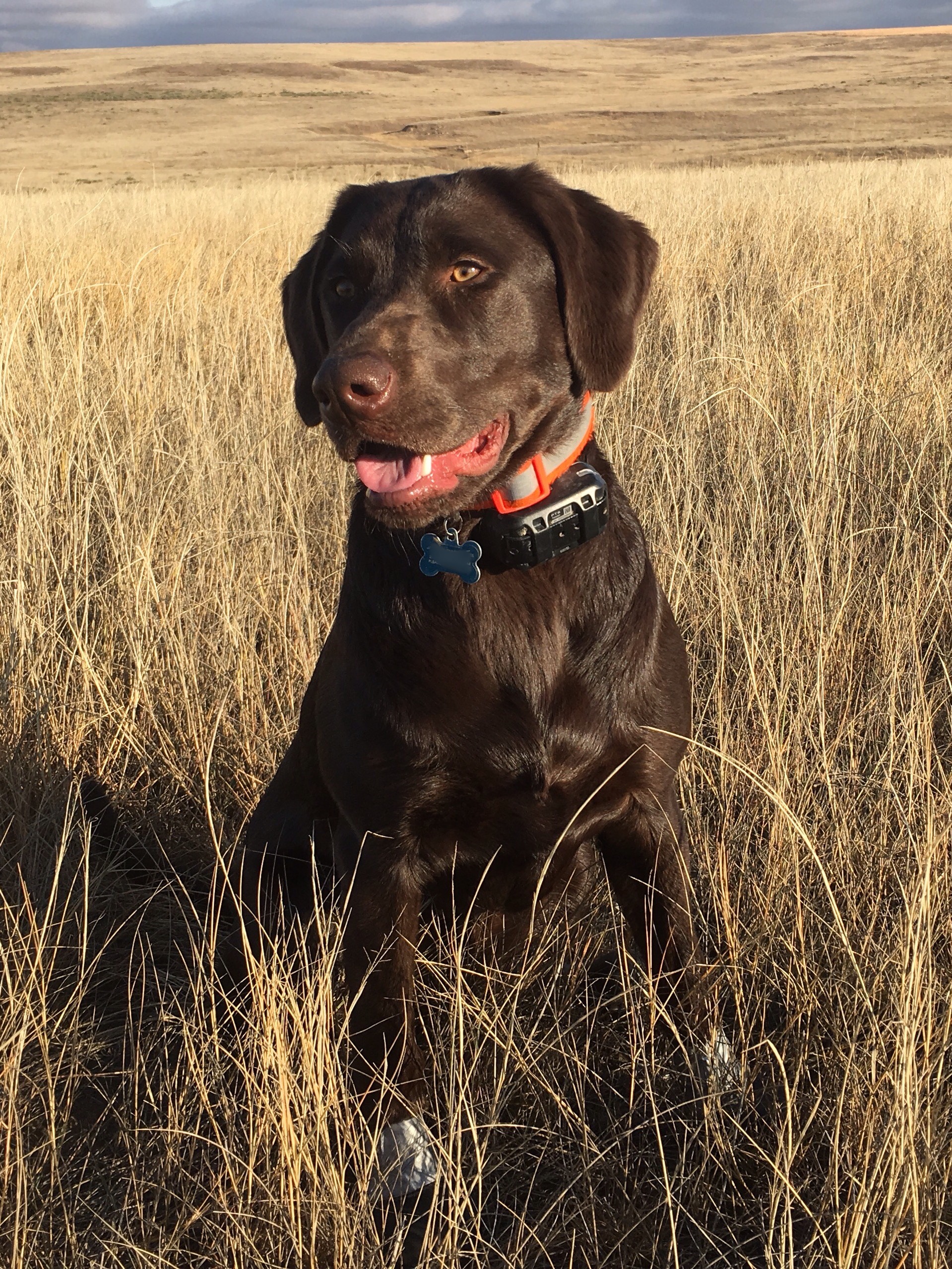 HPK Izzy Loaded For Bear | Chocolate Labrador Retriver