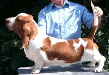 Switherland Soldier Blue | Basset Hound 