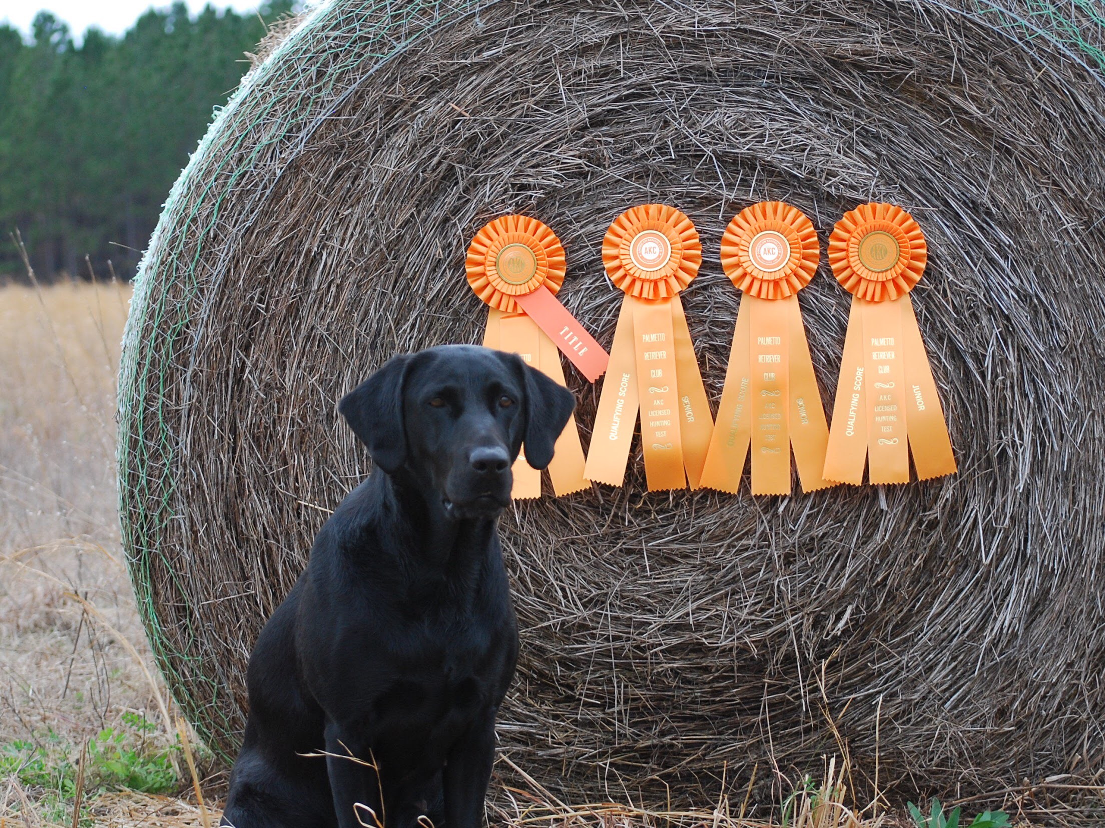 HRCH  PD's Finest Daisy SH | Black Labrador Retriver