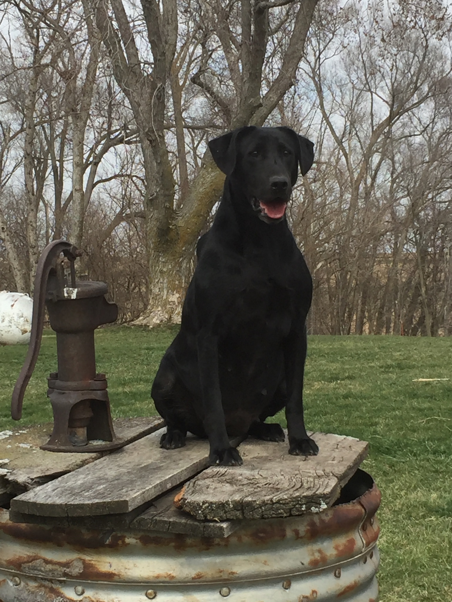 Sunny Height's Brandy You're A Fine Girl | Black Labrador Retriver