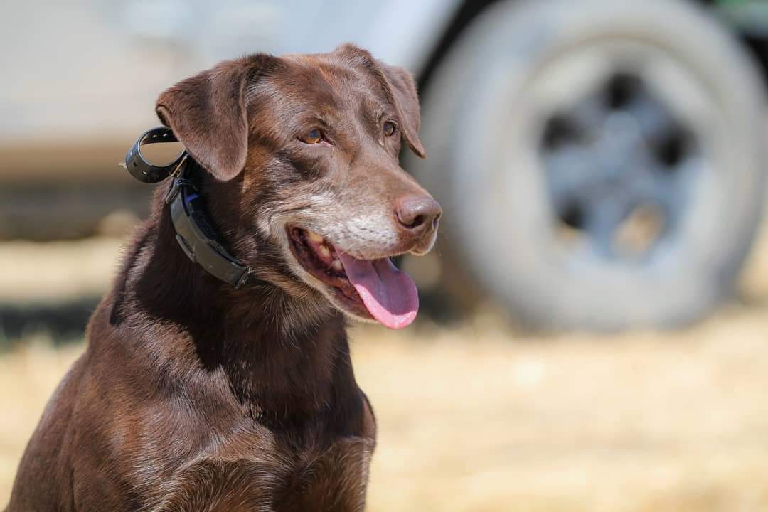 Fast Pup's Duck Soup JH | Chocolate Labrador Retriver