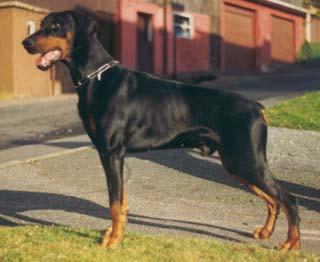 Hägar v. Olymp | Black Doberman Pinscher