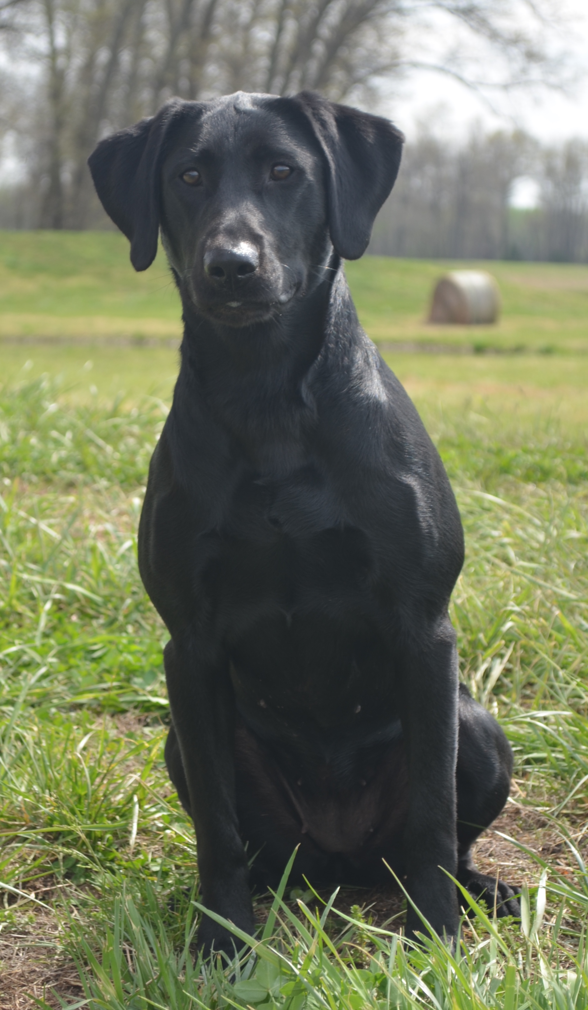 HR FR's Mistry of Haley's Hope | Black Labrador Retriver