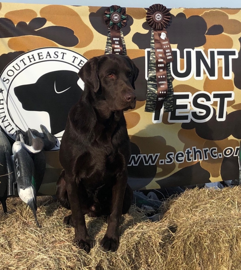 HRCH Holloway's Commander Spriggs | Chocolate Labrador Retriver