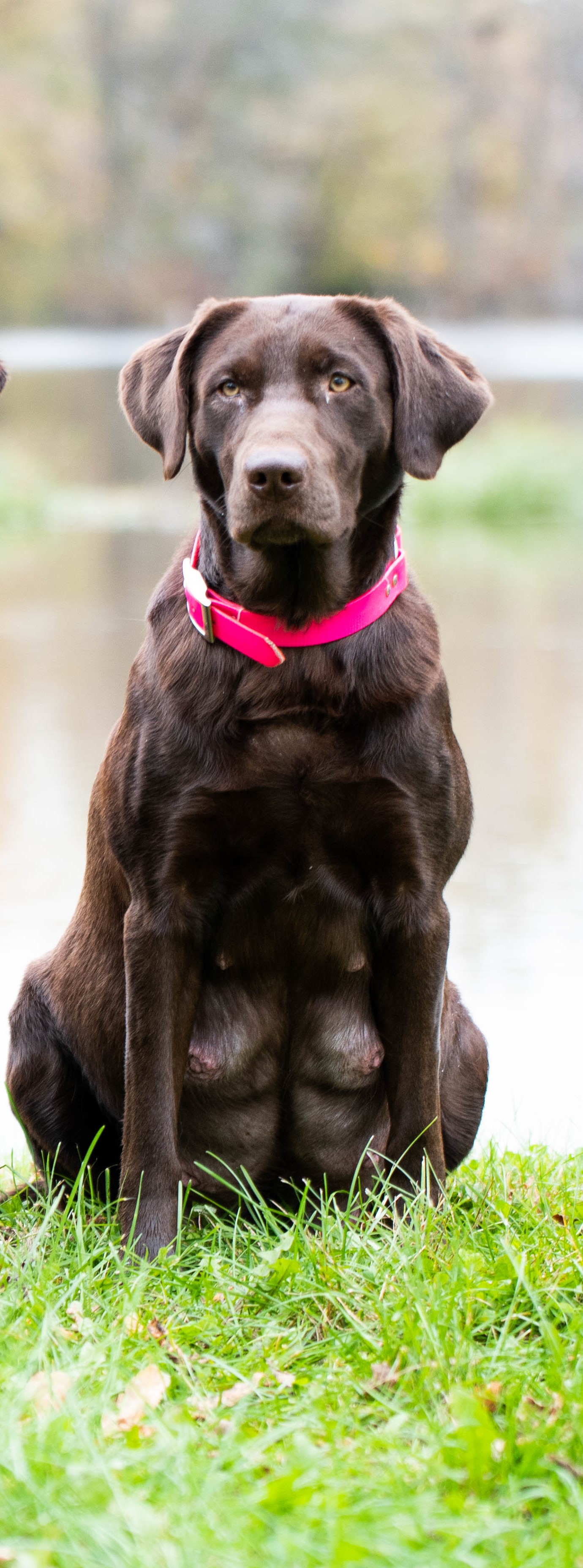 HRCH Goldeneye's Little Chocolate River MH | Chocolate Labrador Retriver