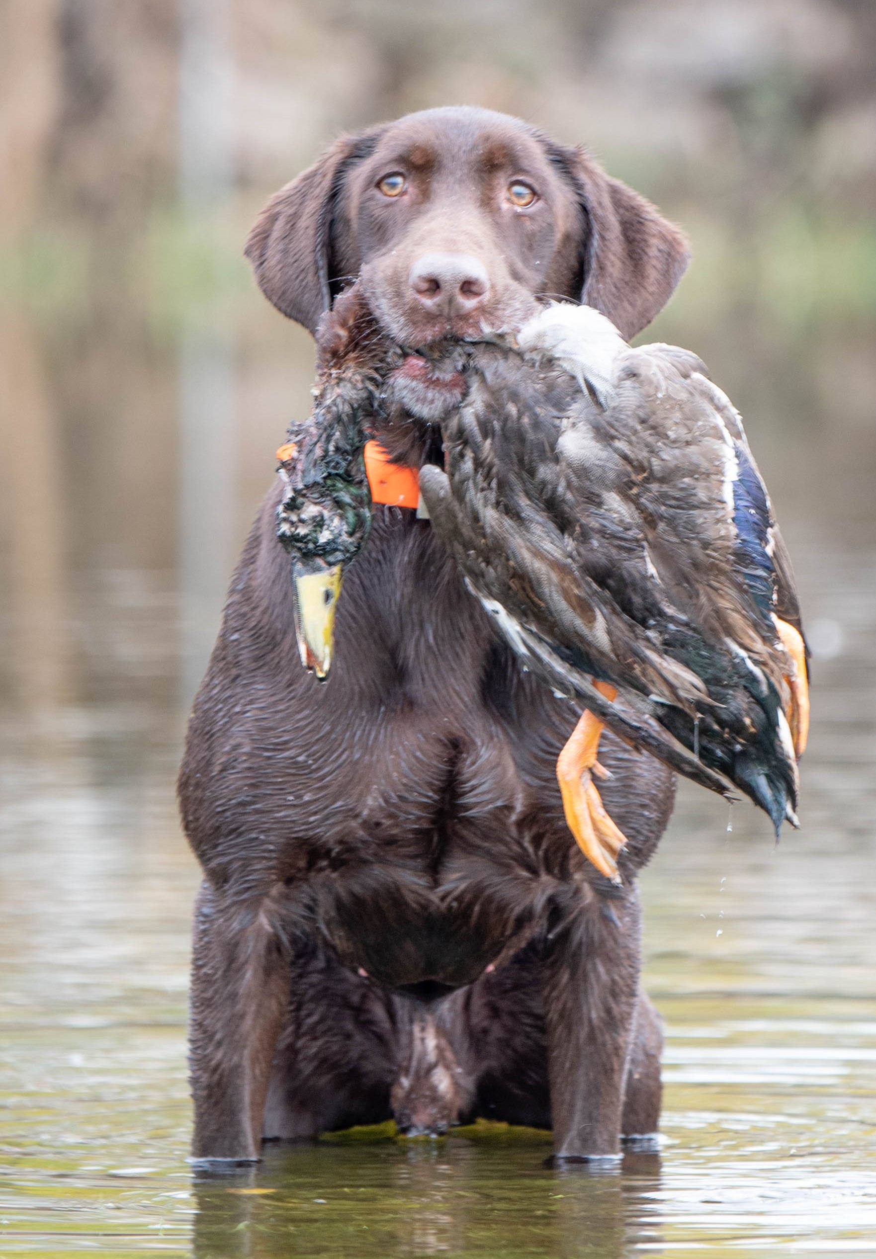 Goldeneye's Bck Full Metal Jacket SH | Chocolate Labrador Retriver