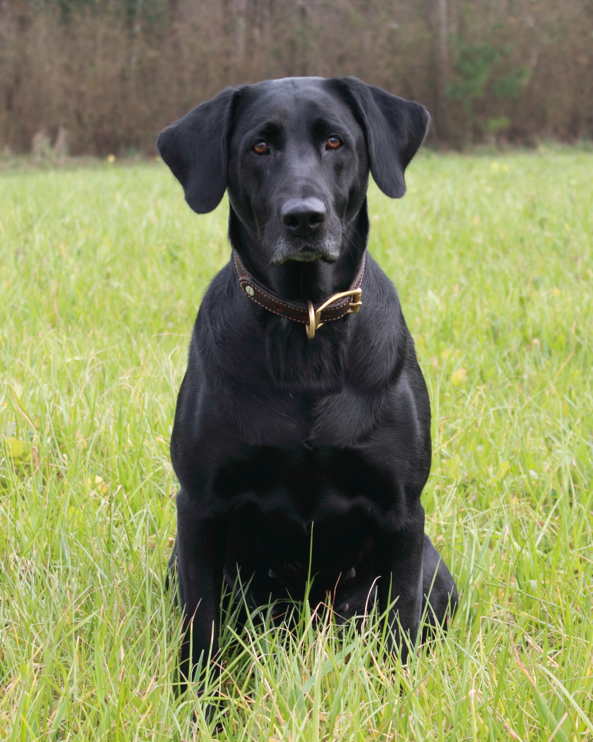 HR Murphy's Sugarbritches Boo MH | Black Labrador Retriver