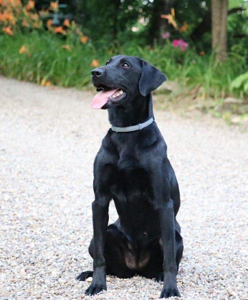 GRCHSD RPM'S  Messenger Of Mischief | Black Labrador Retriver