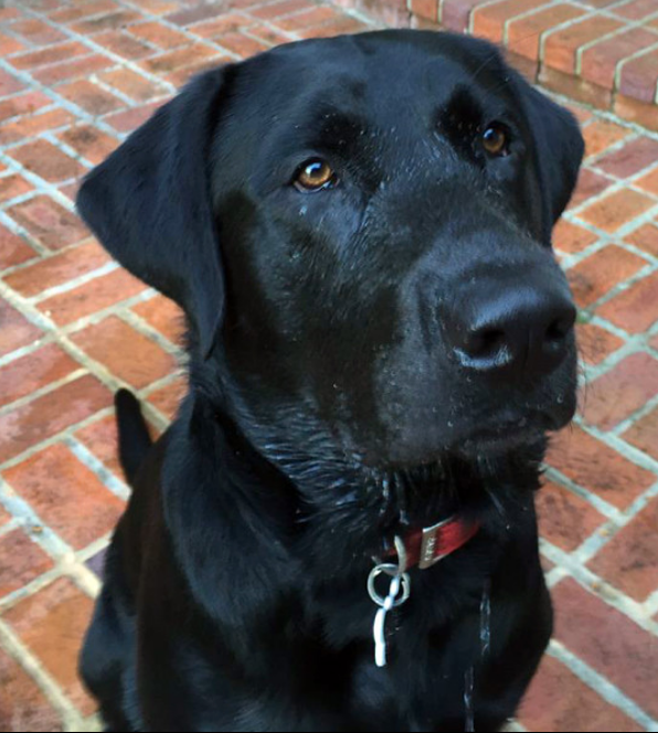 Max Jager | Black Labrador Retriver