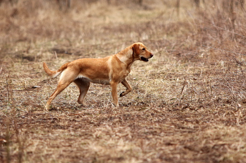 HRCH UH RFC's Adonai's Gift Of Rachel MH | Yellow Labrador Retriver