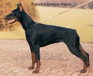 Future's Unique Alexis | Black Doberman Pinscher