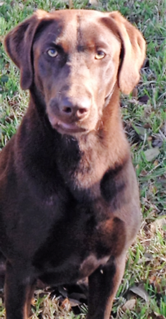 HRCH C'est Jolie Chocolate Chip Moon Pie | Chocolate Labrador Retriver