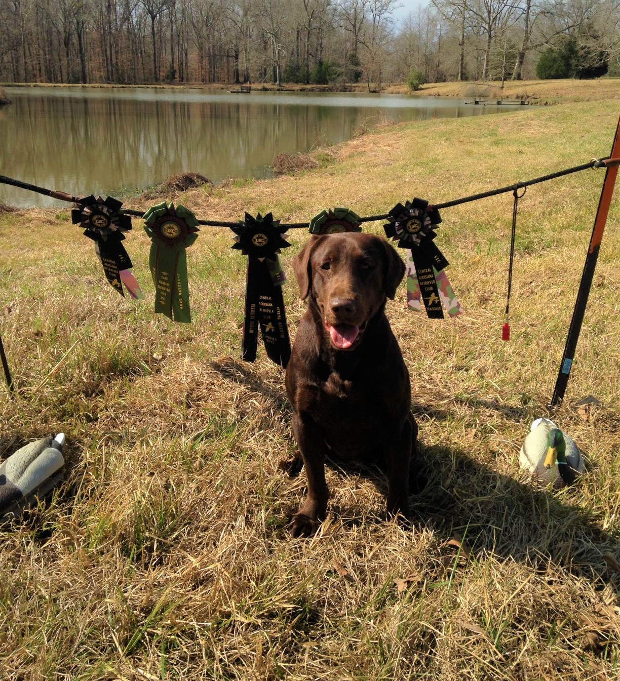 HRCH Jasmyne Watermark'n Lean Mac Rocket | Chocolate Labrador Retriver