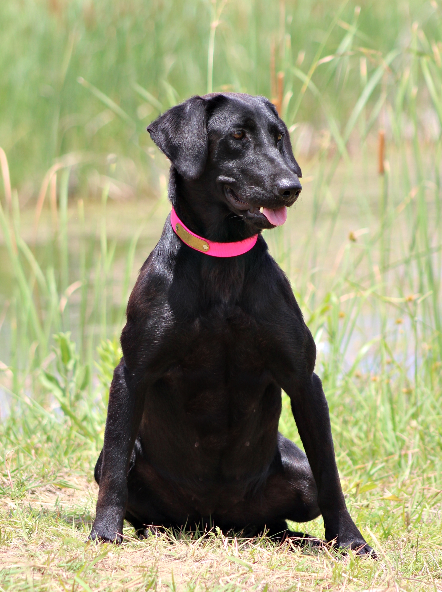 SHR Sagecreek's Shot In The Dark | Black Labrador Retriver