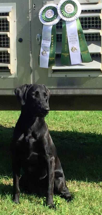 GRHRCH Sloan's Hurricane Booboo Storm MH | Black Labrador Retriver