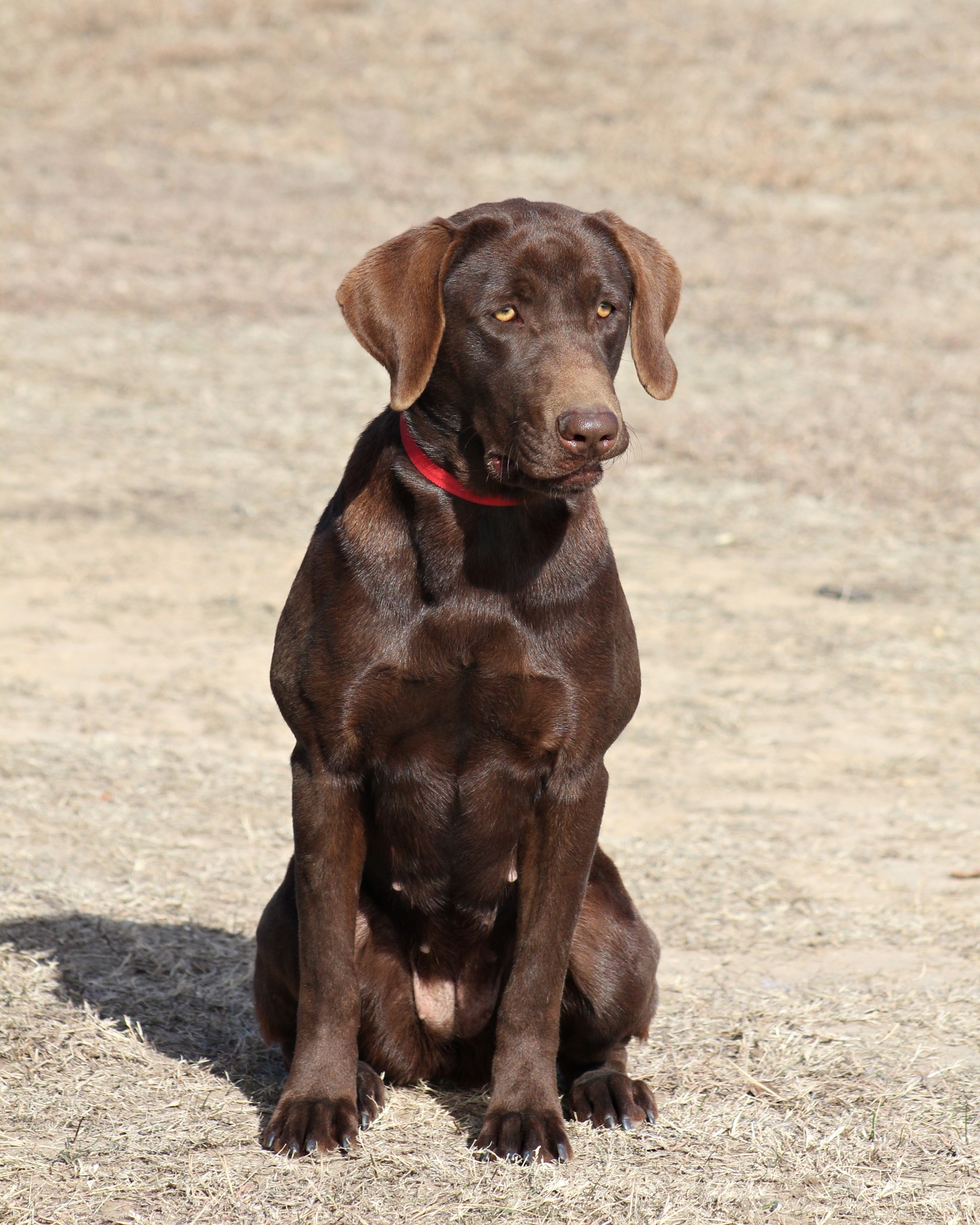 SHR Sagecreek's Jumpin' Jersey Girl | Chocolate Labrador Retriver