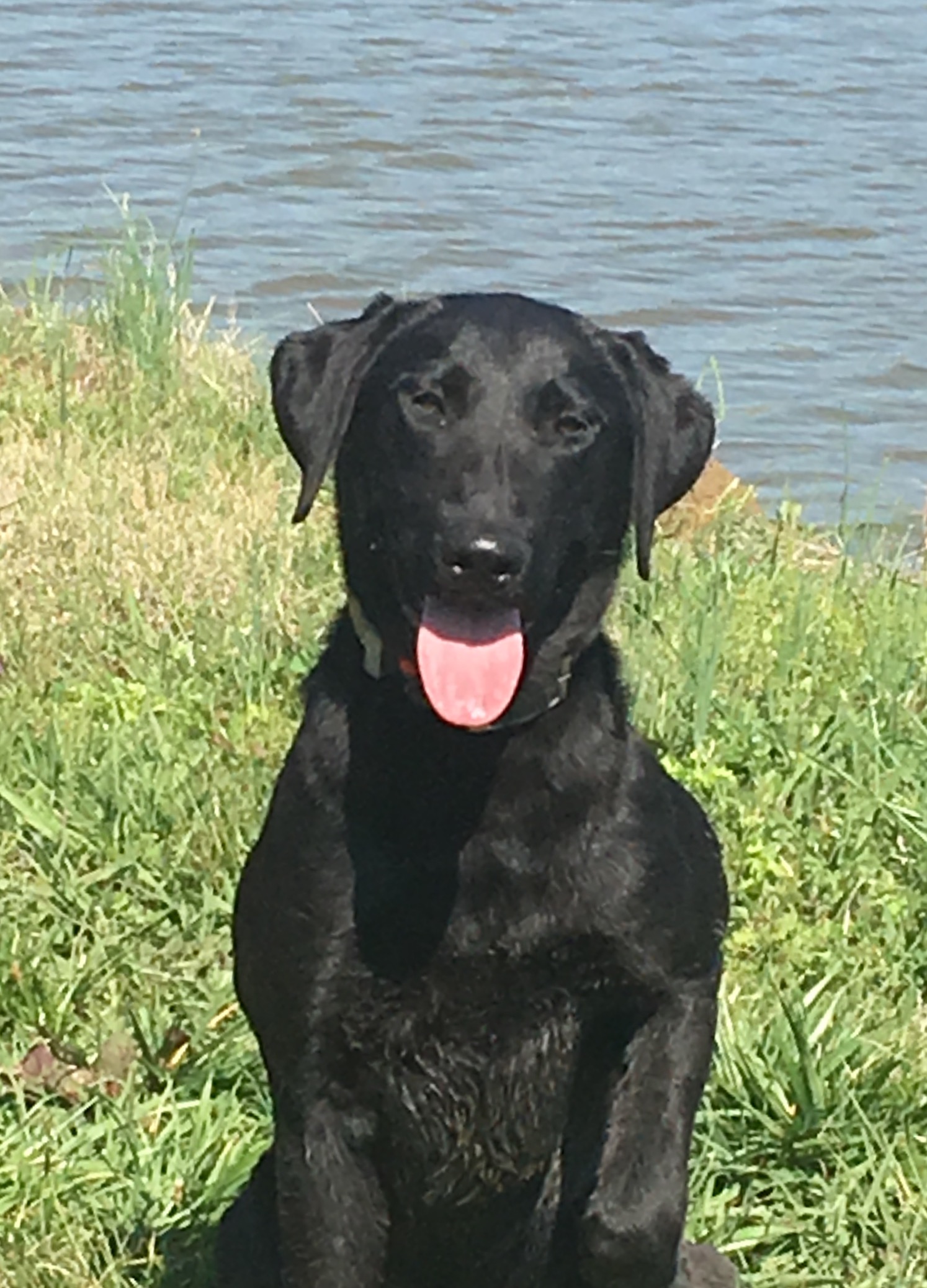 AJTop Seaside Shining Bullet | Black Labrador Retriver