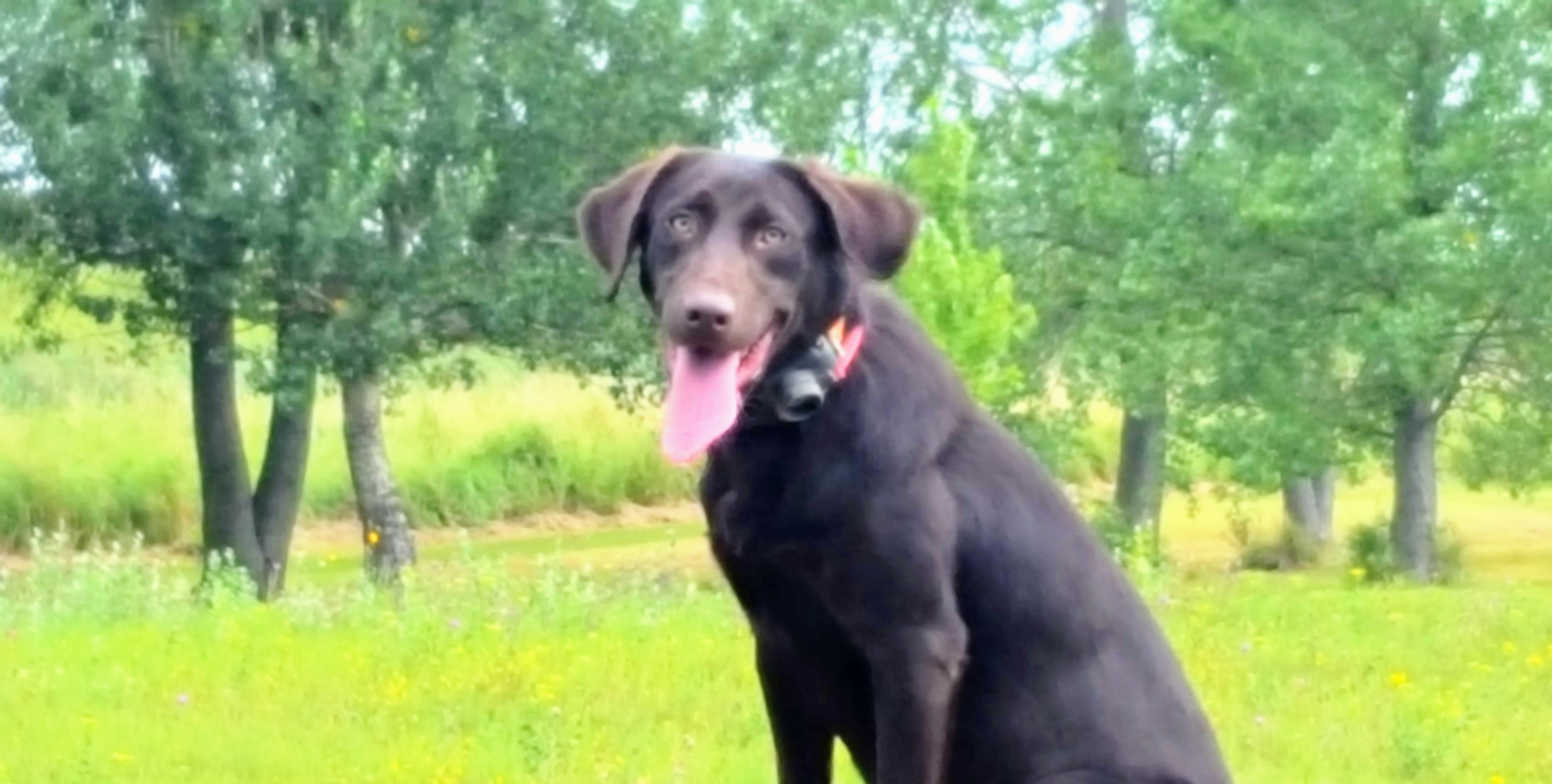 Sky Of Rock Hard Pointing Labs | Chocolate Labrador Retriver