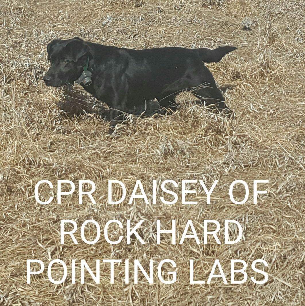 CPR Daisey Of Rock Hard Pointing Labs | Black Labrador Retriver