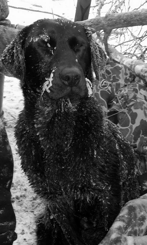 Bucson's Copenhagen Queen | Black Labrador Retriver