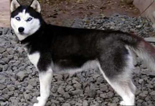 O'ROSS OLVINA | Siberian Husky 