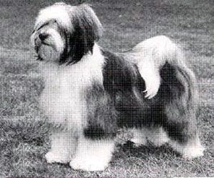 ARAKI MARTIKA | Tibetan Terrier 