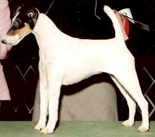 Hexham Uptown Girl | Smooth Fox Terrier 