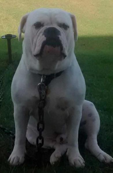 Master Champ Miller | Olde English Bulldogge 