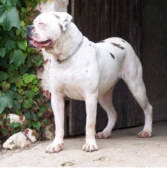 Lovely Girl des Loups de l'Aube | American Bulldog 