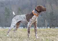 Premier's Fancy Trail Blaizer | German Shorthaired Pointer 